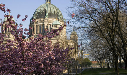 Berliner Dom im Frühling mit Kirschblüten
