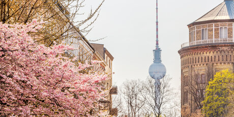 Blick vom Kollwitzplatz auf den Fernsehturm im Frühling