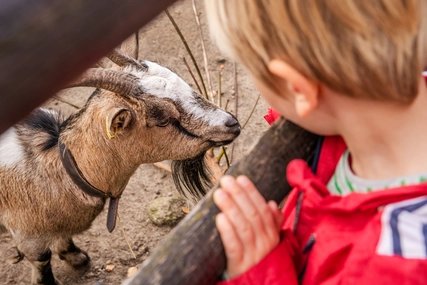 Little boy looks at goat