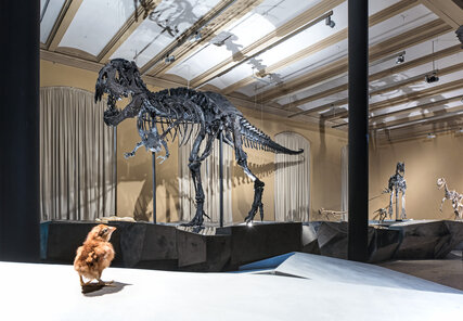 Dinosaurierskelett Tristan in Berlin, Museum für Naturkunde