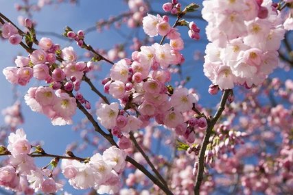 Kirschblüten im Frühling Kirschblüten im Berliner Frühling