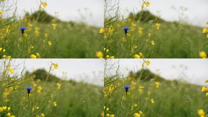 Großstadtnatur Berlin