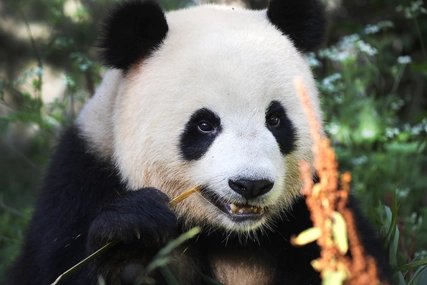 Meng Meng Pandas im Zoo Berlin: Deutschlands einzige Pandas Meng Meng & Jiao Qing gibt es in Berlin.