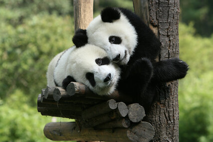 Pandabärenpaar