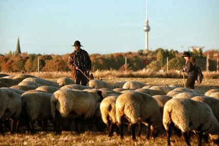 Hirte mit Schafen auf dem Tempelhofer Feld