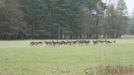Game reserve Spandauer Forst Deer in the game reserve in Spandauer Forst
