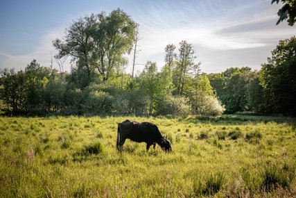 Animals at the Tegeler Fließ Water buffalo feeding on the Tegeler Fliess