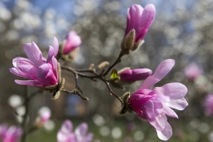 Cherry blossoms in Berlin Cherry blossoms in Berlin