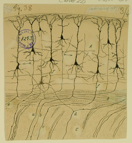 Der spanische Anatom und Histologe Santiago Ramón y Cajal (1852-1934) ist für seine kunstvollen und erstaunlich präzisen anatomischen Zeichnungen von Nervenzellen des Gehirns weltberühmt geworden. Die hier dargestellten großen Nervenzellen mit ihren 