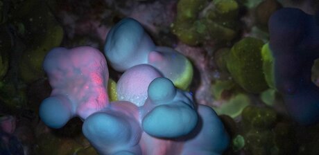 Fluorecer Ganoderma multipileum under UV light, Detail; Florencia Cesari Tommarello, Heidi Jalkh, Sistemas Biomateriales