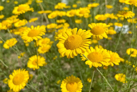 Gelbe Blumen auf einer Wiese