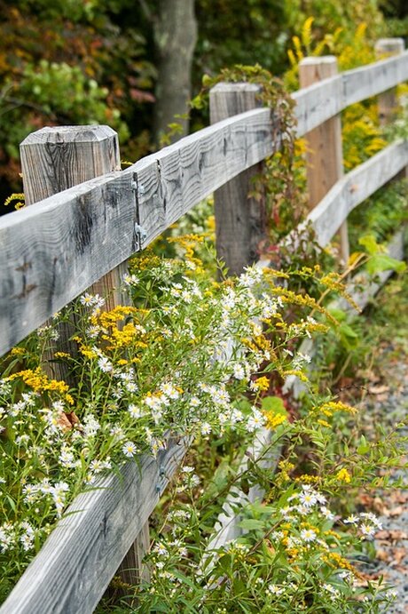 Wildblumen im September