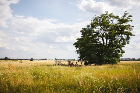 Wiesenmeer Tempelhofer Feld