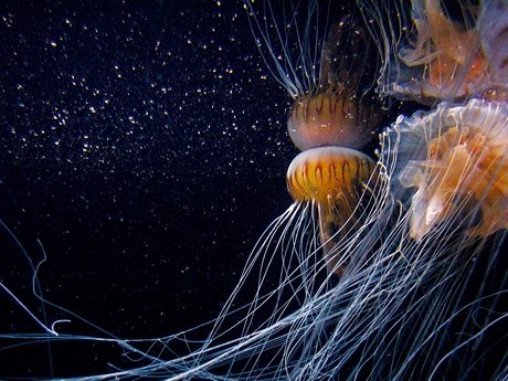 Aquarium Berlin, Schirmquallen Aquarium Berlin, Schirmquallen