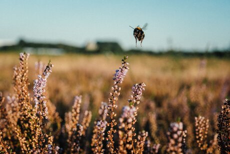 Heide und Hummel Tegeler Stadtheide