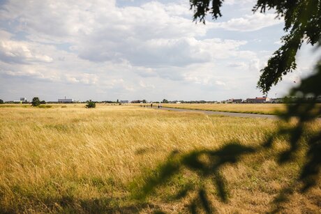 Blick über das Wiesenmeer auf dem Tempelhofer Feld