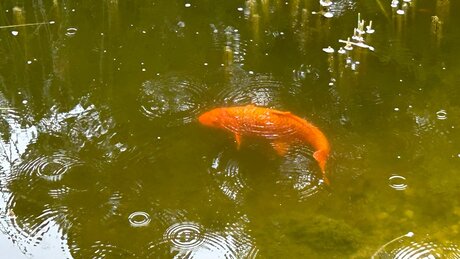 Goldkarpfen im Teich