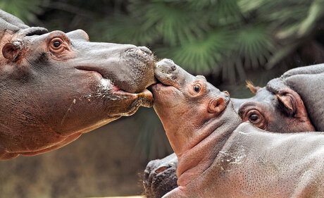 Hippos in the zoo - Zoological Garden Berlin