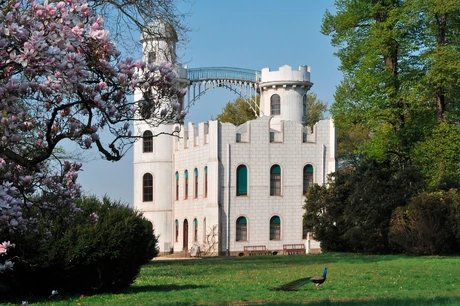 Pfaueninsel Castle on Peacock Island Flowering tulip magnolias at Schloss Pfaueninsel Castle in Berlin