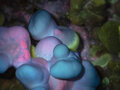 Ganoderma Multipileum unter UV-Licht