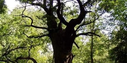 Baum "Dicke Marie" Baum "Dicke Marie" im Tegeler Forst