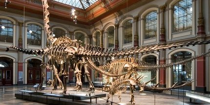 Museum of Natural History Berlin Dinosaur skeleton in the Museum of Natural History Berlin