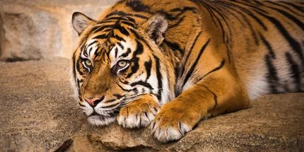 Tierpark Berlin Tierpark Berlin Sumatra tiger