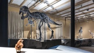 Dinosaurierskelett Tristan in Berlin, Museum für Naturkunde Dinosaurierskelett Tristan in Berlin, Museum für Naturkunde