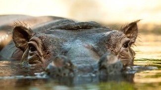 Flusspferd im Zoo Berlin