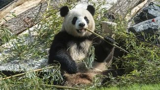 Panda Meng Meng im Zoo Berlin Panda Meng Meng im Zoo Berlin