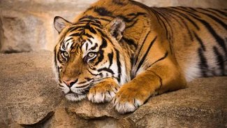 Tierpark Berlin Sumatra-Tiger im Tierpark Berlin