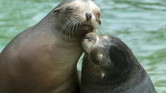 Zoo Berlin Seelöwen  Seelöwen Lucia und Aileen im Zoo Berlin