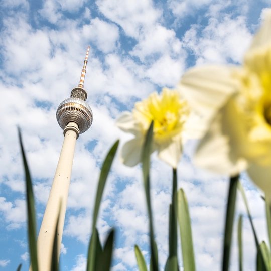 Berlin television tower in spring Berlin television tower behind yellow daffodils in spring