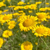 Gelbe Blumen auf einer Wiese