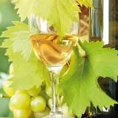 Ein Weinglas gefüllt mit Weißwein vor Weinlaub