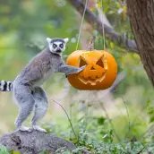 Helloween im Tierpark Berlin Helloween im Tierpark Berlin