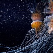 Aquarium Berlin, Schirmquallen Aquarium Berlin, Schirmquallen