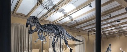 Dinosaur skeleton Tristan in Berlin, Museum of Natural History Dinosaur skeleton Tristan in Berlin, Museum of Natural History
