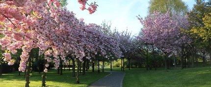 Kirschblüten in den Gärten der Welt IGA Berlin 2017