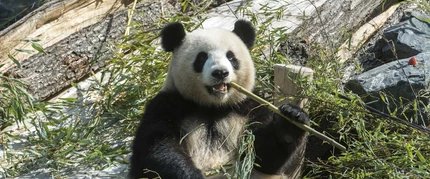 Panda Meng Meng Panda bear Zoo Berlin