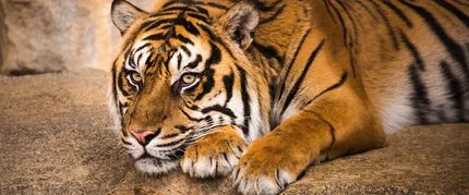 Tierpark Berlin - Sumatratiger Tierpark Berlino Tigre di Sumatra