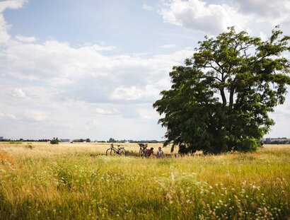 Wiesenmeer Tempelhofer Feld