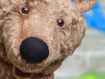 Faulbär büxt aus Faulbär büxt aus