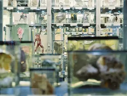 Berliner Medizinhistorisches Museum der Charité, Präparatevitrinen Dauerausstellung "Dem Leben auf der Spur", Rudolf-Virchow-Sammlung Feucht- und Trockenpräparate © Berliner Medizinhistorisches Museum der Charité Berliner Medizinhistorisches Museum der Charité, Präparatevitrinen Dauerausstellung "Dem Leben auf der Spur", Rudolf-Virchow-Sammlung Feucht- und Trockenpräparate © Berliner Medizinhistorisches Museum der Charité
