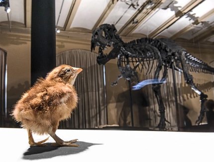 Dinosaurierskelett Tristan Dinosaurierskelett Tristan