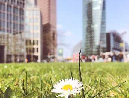 Gänseblümchen am Potsdamer Platz Gänseblümchen am Potsdamer Platz