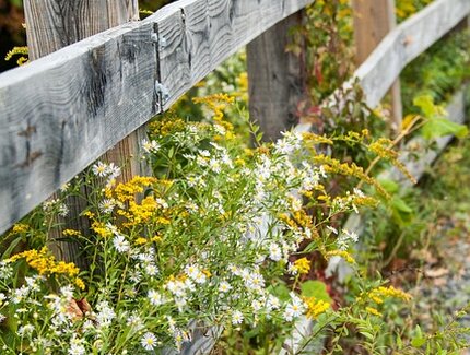 Wildblumen im September