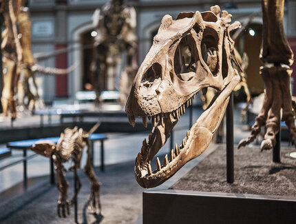 Schädel eines Tyrannosaurus im Museum für Naturkunde Berlin
