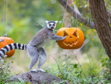 Helloween im Tierpark Berlin Helloween im Tierpark Berlin