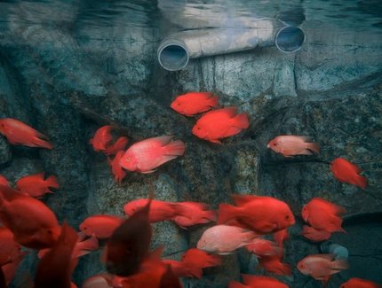 United Kingdom Photographer of the Year, Professional competition, Wildlife & Nature, Sony World Photography Award 2025 United Kingdom Photographer of the Year, Professional competition, Wildlife & Nature, Sony World Photography Award 2025